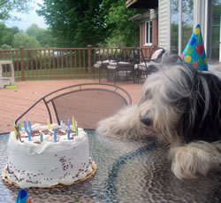 Hobo is 15!